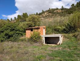 Huerto con caseta de aperos junto al río Matarraña photo 0