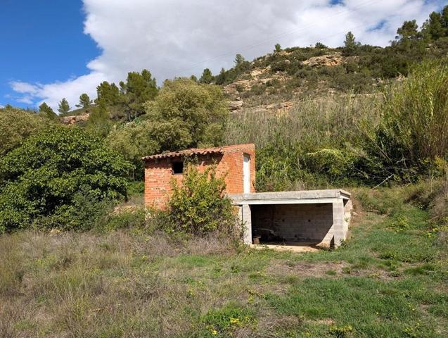 Huerto con caseta de aperos junto al río Matarraña photo 0