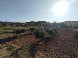 Finca con cultivo de olivos y riego por goteo photo 0
