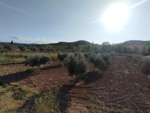 Finca con cultivo de olivos y riego por goteo photo 0