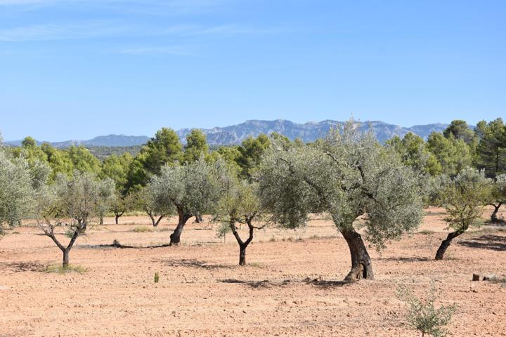 Finca con cultivo de olivos en Arens de Lledó photo 0