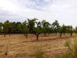 Finca rústica en Arens de Lledó photo 0