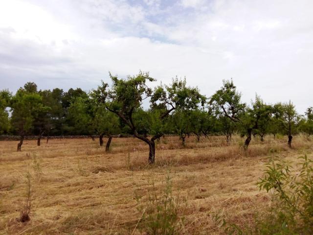 Finca rústica en Arens de Lledó photo 0