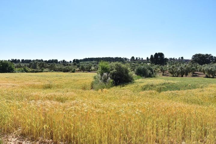 Finca rústica en Cretas photo 0