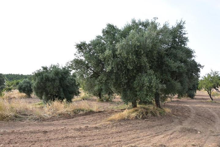 Finca rústica con pequeño maset en La Fresneda photo 0