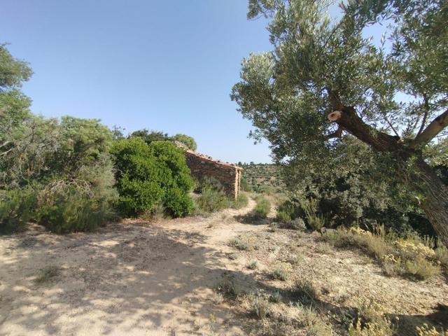 Finca rústica con maset en Calaceite photo 0