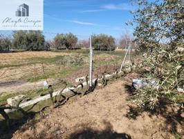 EN VENTA PRECIOSA FINCA CON OLIVOS Y FRUTALES!! photo 0