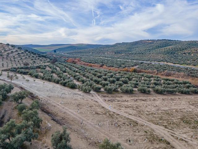 FINCA DE OLIVOS Y ALMENDROS EN VEGAS DEL GENIL photo 0