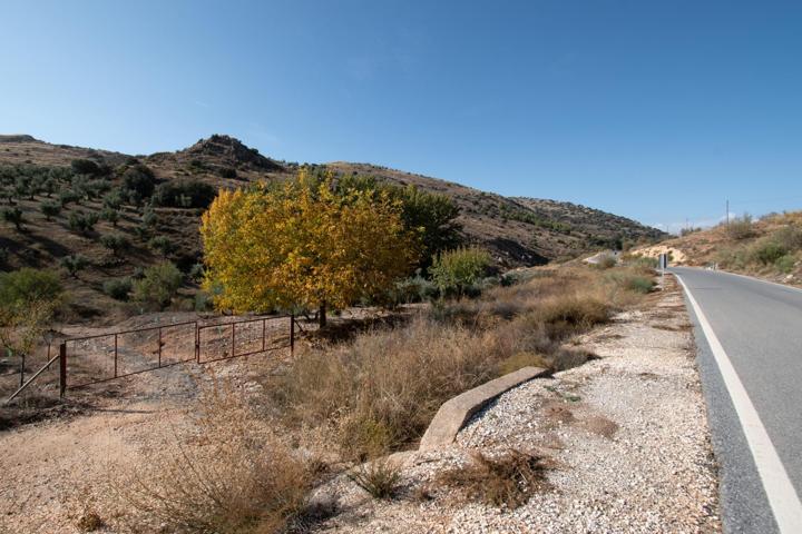 FINCA DE OLIVOS EN LA PEZA photo 0