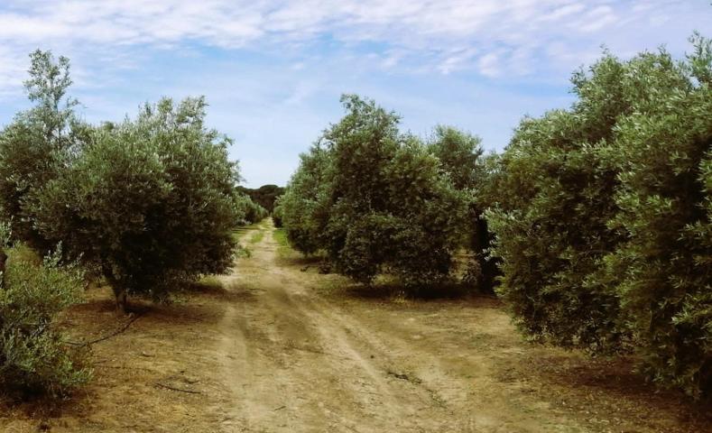SE VENDE FINCA DE OLIVAR Y TIERRA CALMA VILLAMANRIQUE. 6 HAS. REGADÍO (POSIB. ALQ. OPCIÓN A COMPRA) photo 0