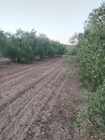 FINCA DE OLIVOS photo 0
