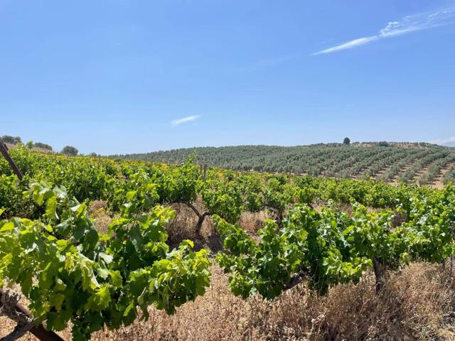 Finca rústica de olivos, viña y calma con nave de 500m2 photo 0