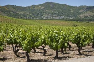 SE VENDE BODEGA con VIÑEDO en SORRIBAS-TORAL DE LOS VADOS photo 0