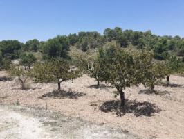 Finca rustica en venta en Abanilla photo 0