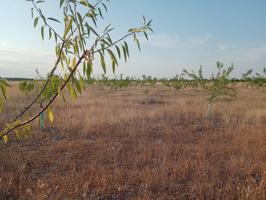 Se vende parcela con Almendros photo 0