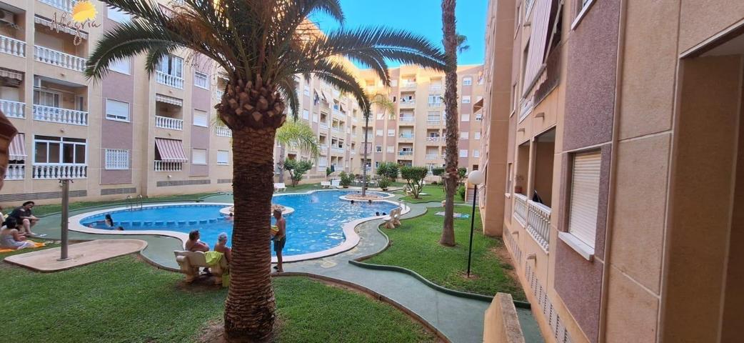 GRAN PLANTA BAJA EN TORREVIEJA, 1 HAB, 1 BAÑO photo 0