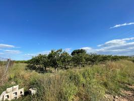 Terreno Rústico de 2.600 m² con Cultivo de Caqui – A 15 Minutos de Benimodo photo 0