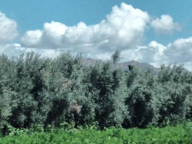 SOLAR DE MIL CIEN METROS CON OLIVERAS photo 0