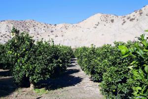 Finca en cultivo en Terque photo 0