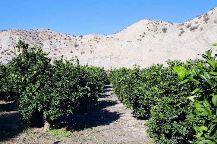 Finca en cultivo en Terque photo 0