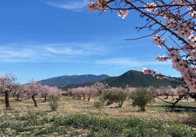 ESPECTACULAR FINCA EN VÉLEZ RUBIO photo 0