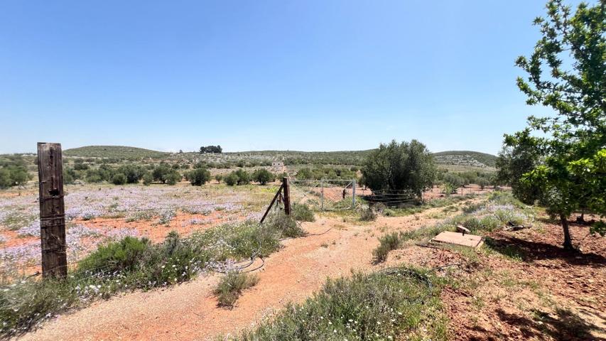 Oportunidad en Albolodoy - Finca agrícola con pozo legal, balsa, cortijo y apta para invernadero photo 0