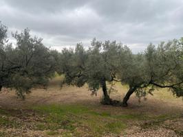 🟢 Finca rústica con olivos junto al Canal Xerta-Calig – con agua, luz y almacén photo 0