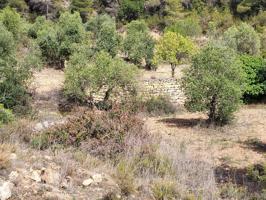 Terreno rústico de 24.703 m2 con olivos y masa forestal photo 0
