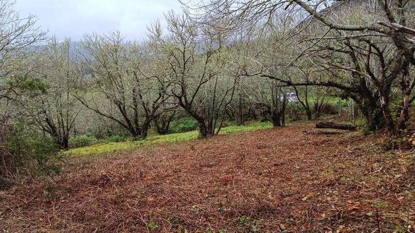 Finca en Teror photo 0