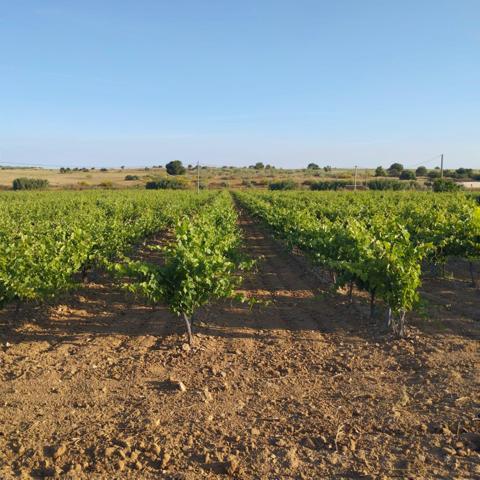 Terreno Urbanizable En venta en Mora, Mora photo 0