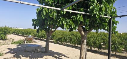 VENDO TERRENO CON PLANTACION DE GRANADO EN COCECHA !! photo 0