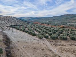 FINCA DE OLIVOS Y ALMENDROS EN VEGAS DEL GENIL photo 0