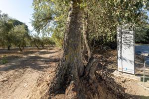 Magnífica parcela con olivos en producción photo 0