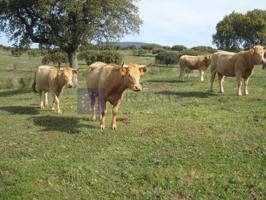 Granja En venta en Alcuéscar photo 0