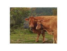 Granja En venta en Trujillo photo 0