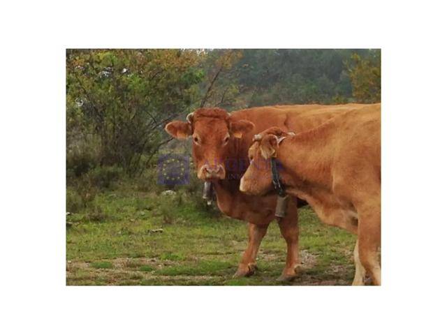 Granja En venta en Trujillo photo 0