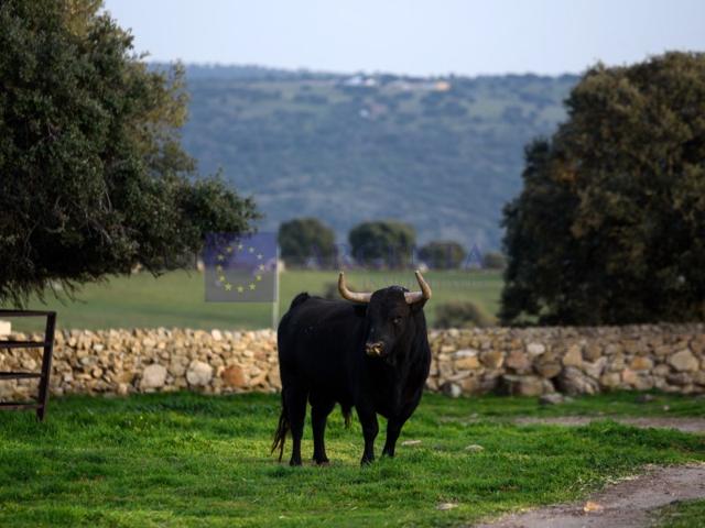 Granja En venta en Coria photo 0