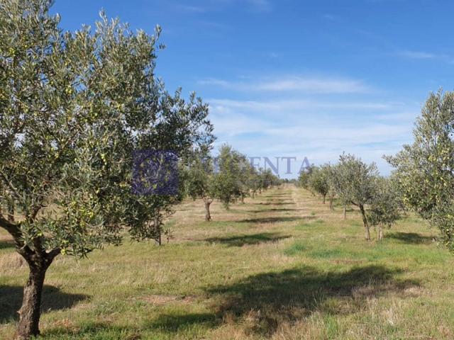 Otro En venta en Aliseda photo 0