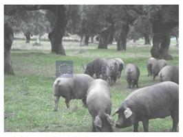 Otro En venta en Don Benito photo 0