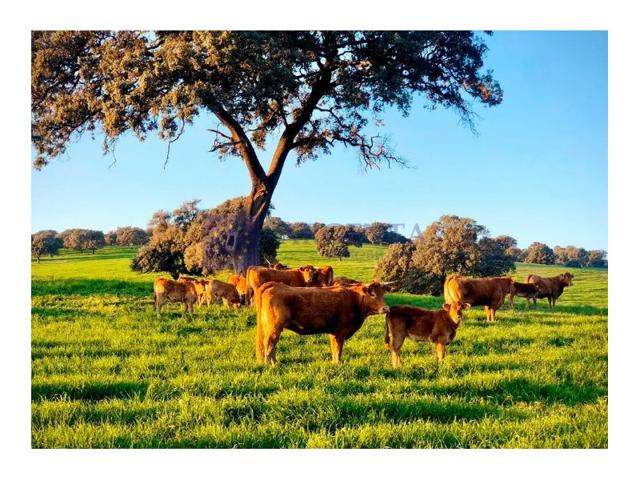Otro En venta en Villafranca De Los Barros photo 0
