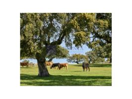 Otro En venta en Coria photo 0