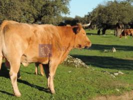 Otro En venta en Aliseda photo 0