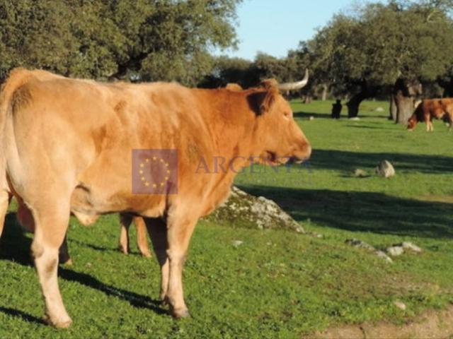 Otro En venta en Aliseda photo 0