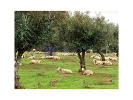 Otro En venta en Trujillo photo 0