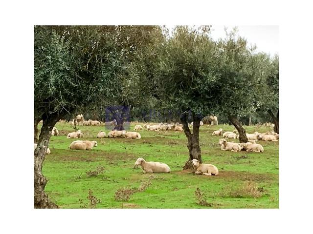 Otro En venta en Trujillo photo 0