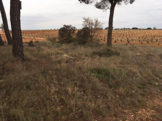 Terreno en venta en Quintanar del Rey photo 0