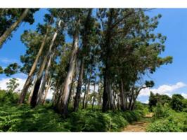 VENTA FINCA FORESTAL MONTE photo 0