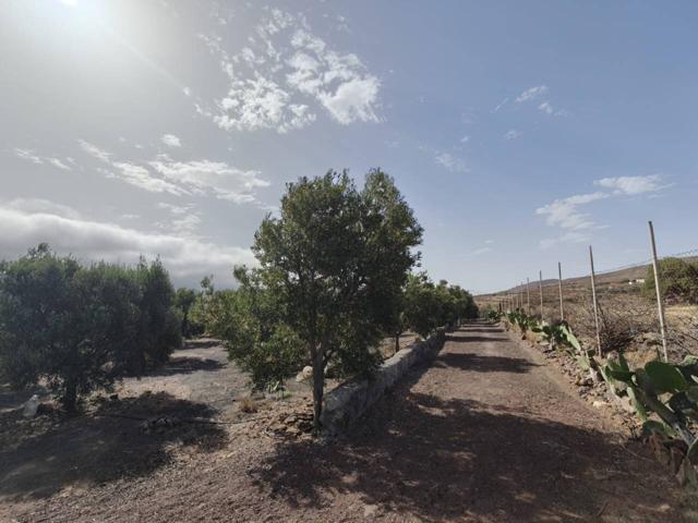 Se vende finca rustica en Telde photo 0