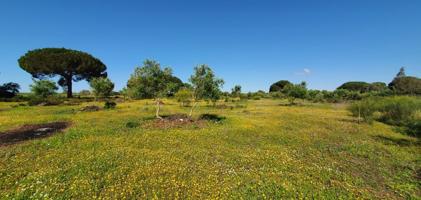 Venta de parcela. Jerez. photo 0