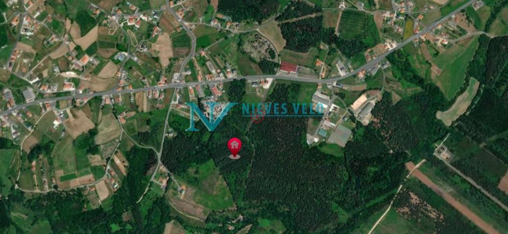 Bertoa: Se vende monte de plantación de Eucaliptos de 1 año en la zona as airas. photo 0